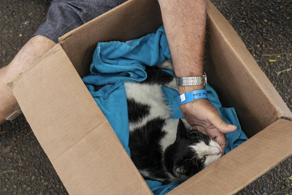 Frederick Shaw, residente de Lahaina, se reúne con su gato, Munchkin, después de sobrevivir al incendio forestal que arrasó la ciudad, en Wailuku, Hawái, el martes 15 de agosto de 2023.