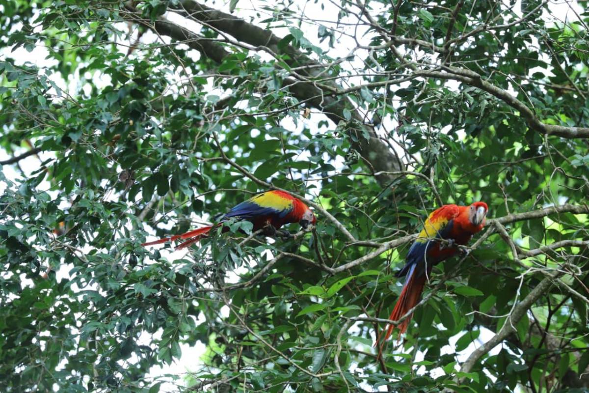 Así vivió La Ceiba la segunda liberación de guacamayas rojas en el río Cangrejal