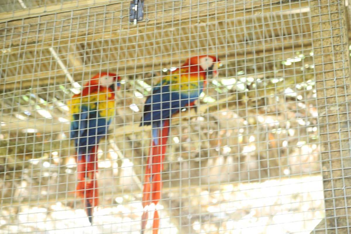 Así vivió La Ceiba la segunda liberación de guacamayas rojas en el río Cangrejal