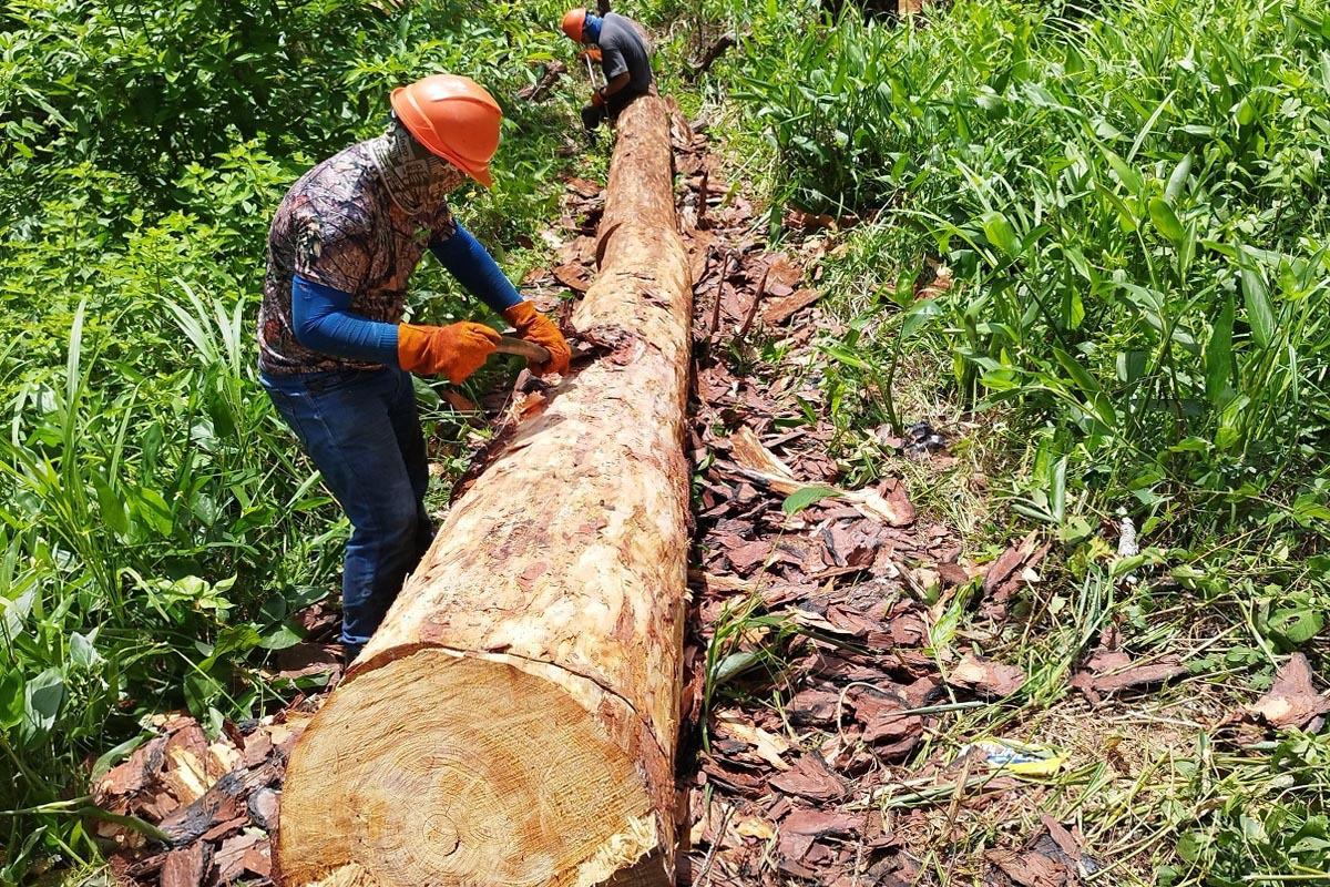 El diminuto insecto que mata los pinos en Honduras