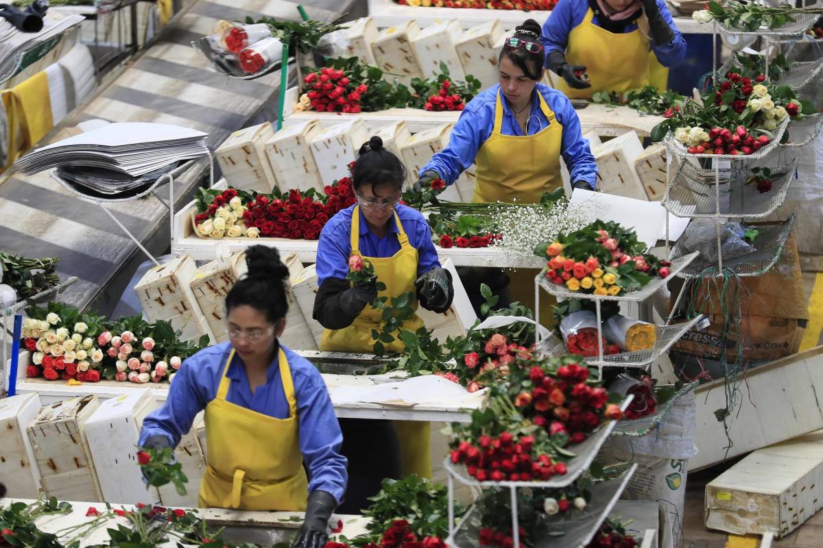 Varias mujeres trabajan en el empaque de rosas en la hacienda Mongibello en Chía, Cundinamarca (Colombia).
