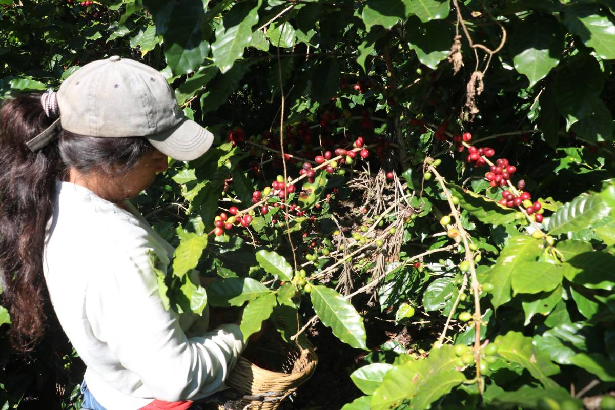Organizan equipos técnicos para trabajar en fincas