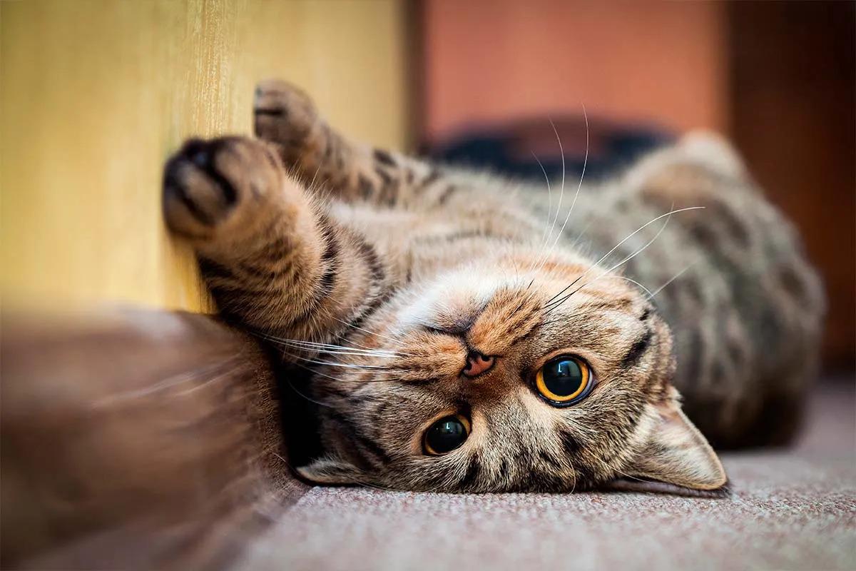 ¡Alerta! estas son las señales de que un gato podría morir pronto