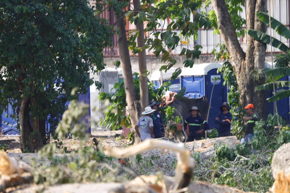 Sin piedad cortaron los árboles en las cercanías del vado El Espartano