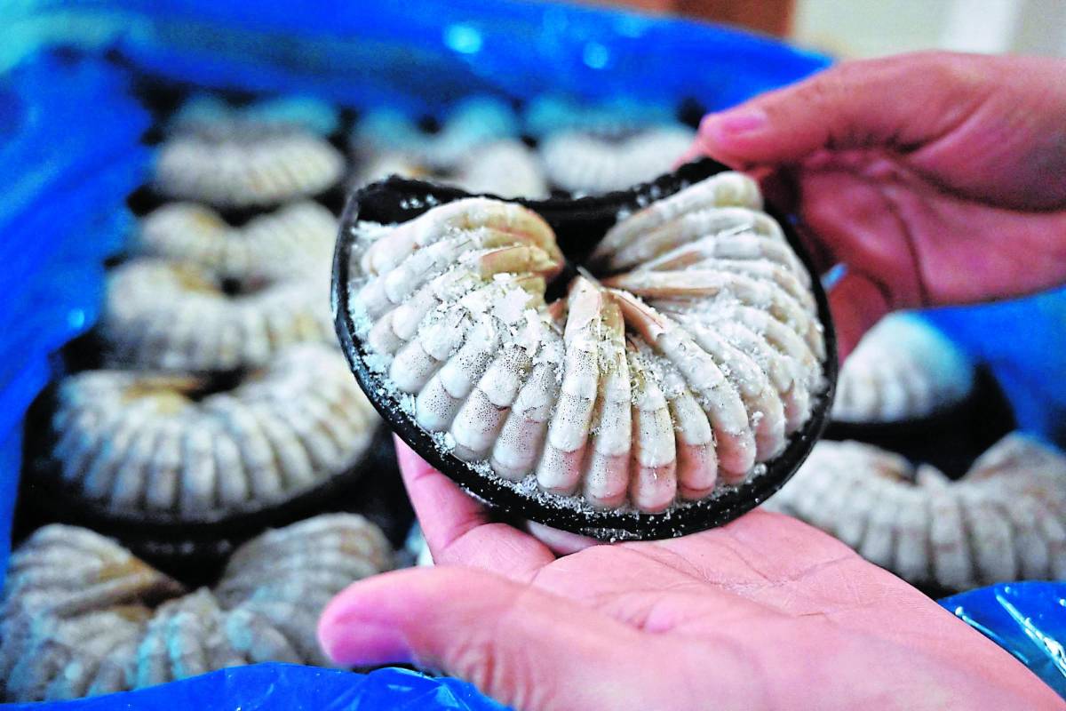 Camaroneros no quieren venderle a China