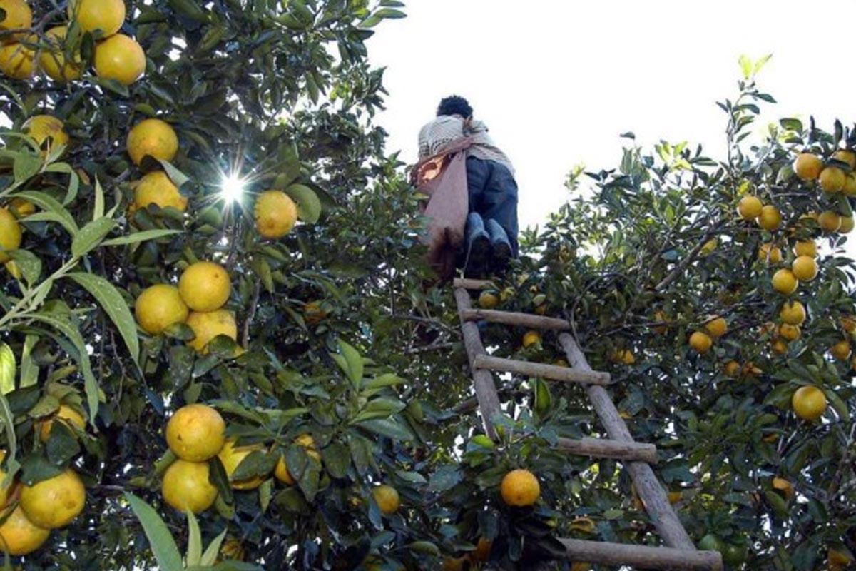 Honduras, a las puertas de una escasez de naranjas