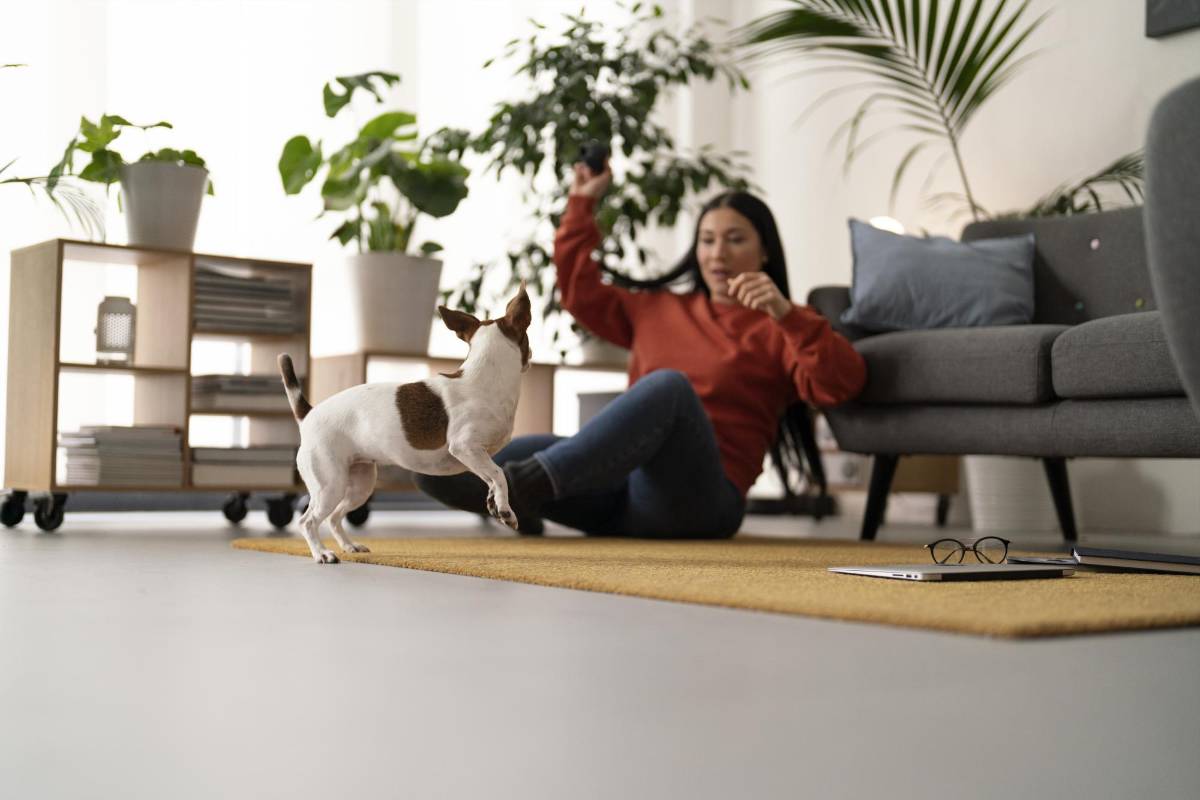 Zoomies: ¿Por qué los perros corren como locos de repente?