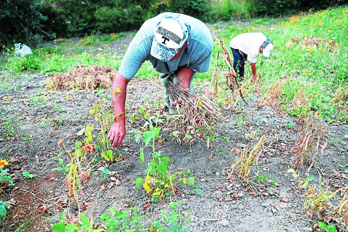 Piden subsidios en el agro para no trasladar costos a los consumidores