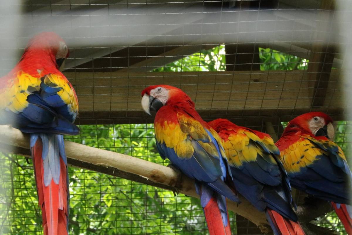 Macaw Mountain se recupera tras devastación por lluvias