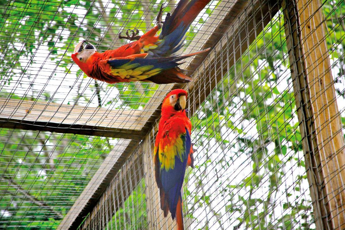 Volarán libremente otras ocho guacamayas en Copán Ruinas