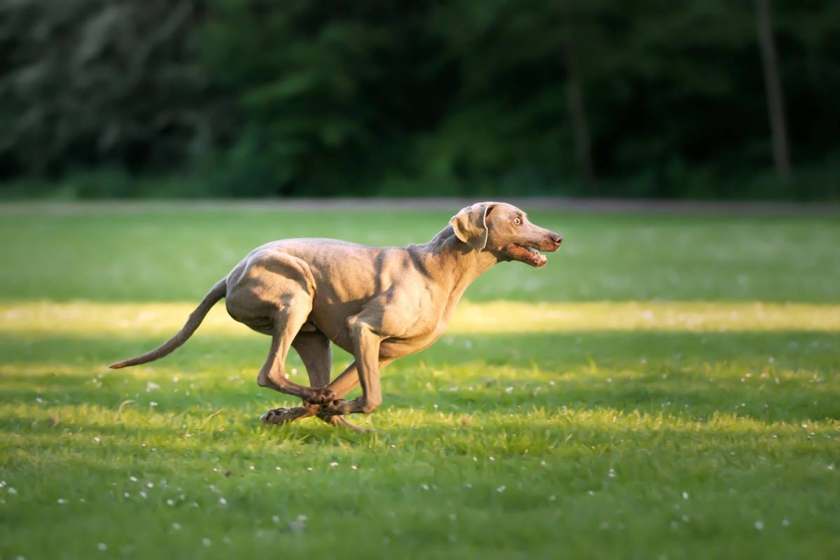 Zoomies: ¿Por qué los perros corren como locos de repente?