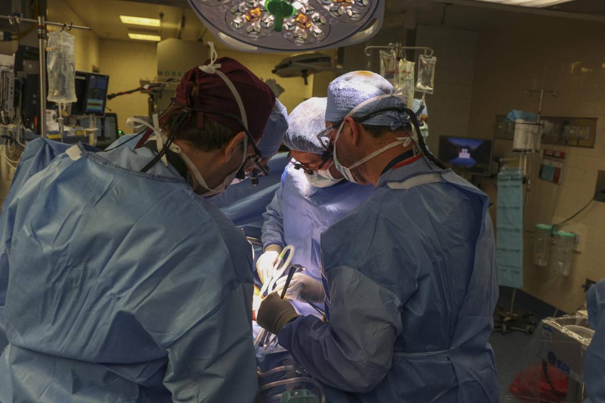 Cirujanos de EEUU trasplantan por primera vez un riñón de cerdo a un paciente vivo