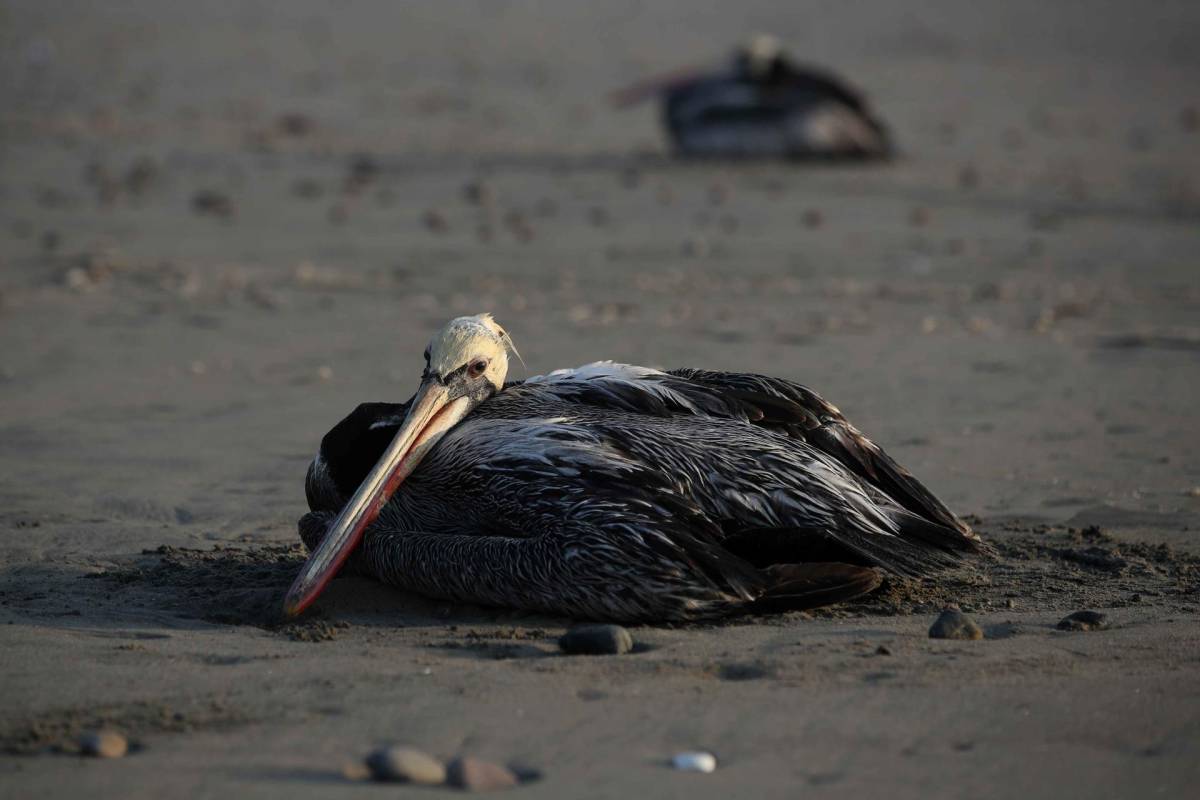 Gripe aviar H5N1 está matando a pelícanos en Puerto Cortés