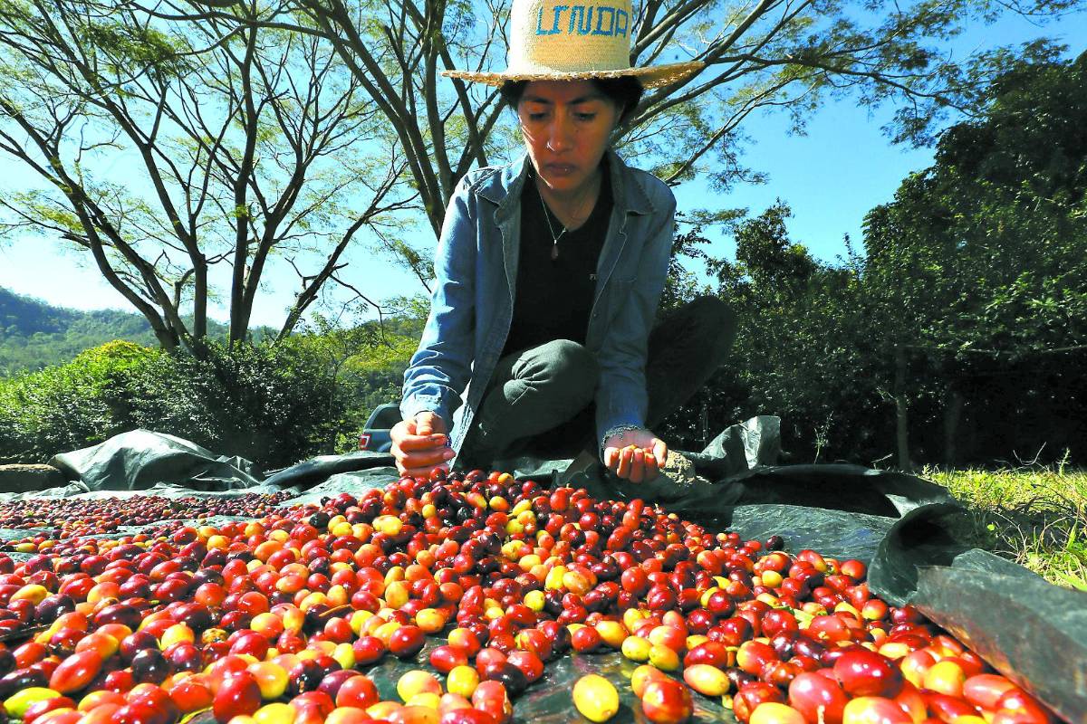 Envíos de café hondureño alcanzan el 93% de la meta
