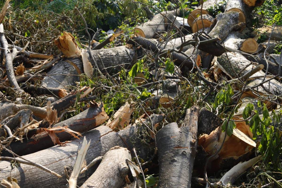 Sin piedad cortaron los árboles en las cercanías del vado El Espartano