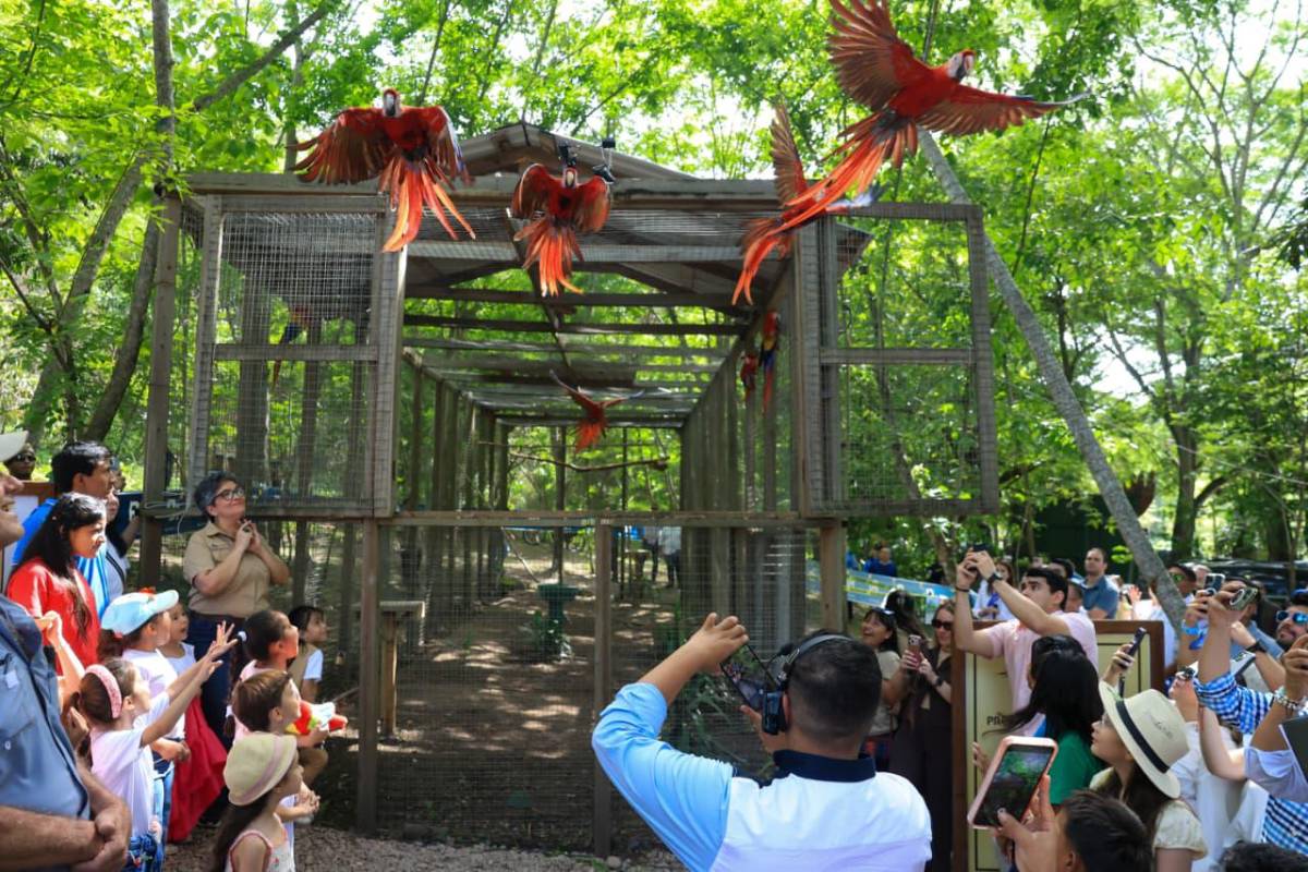 Asfura participa en liberación de guacamayas rojas y destaca la riqueza natural de Honduras
