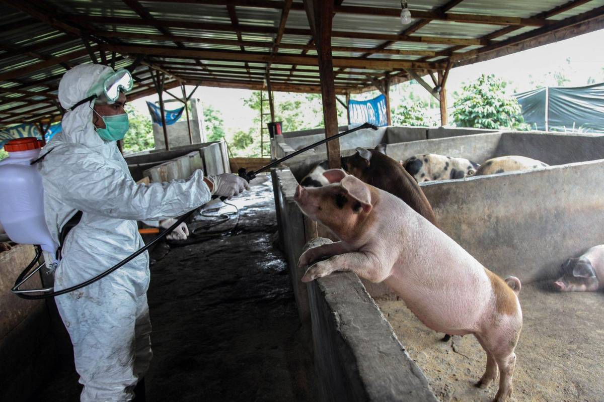 Guatemala endurece vigilancia fronteriza para evitar ingreso de peste porcina