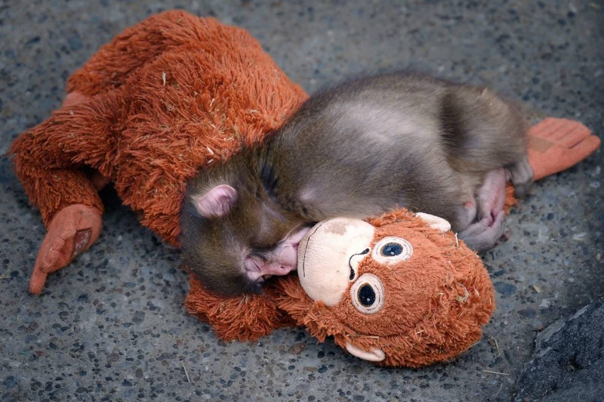 Punch, el macaco japonés que enternece al mundo con su amigo peluche