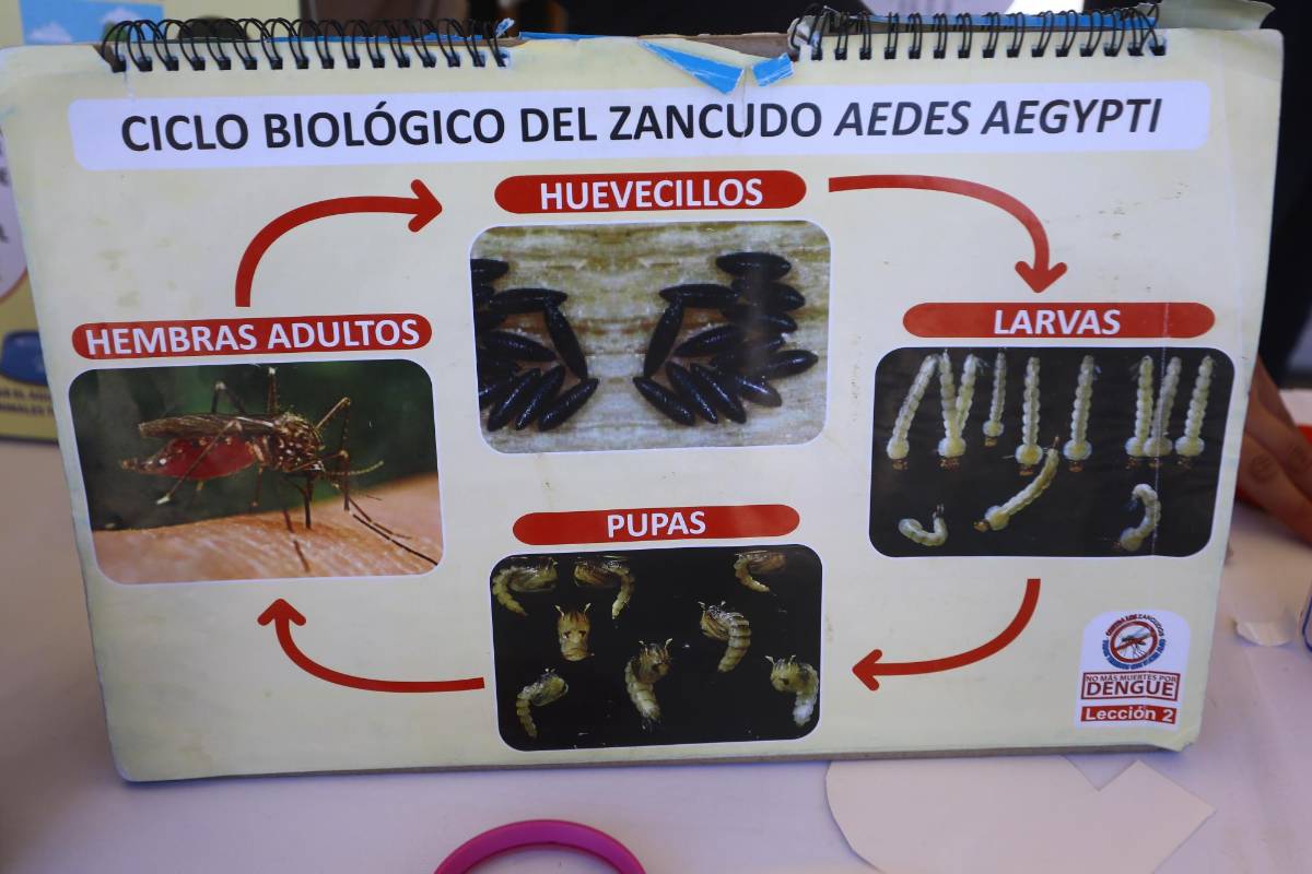 Imágenes de la marcha “Todos contra el dengue” en San Pedro Sula