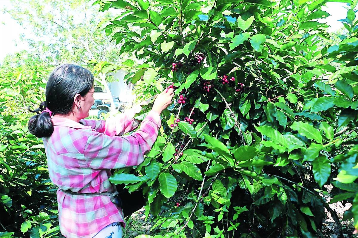 Traerán más de 10,000 cortadores de Guatemala para recolectar café