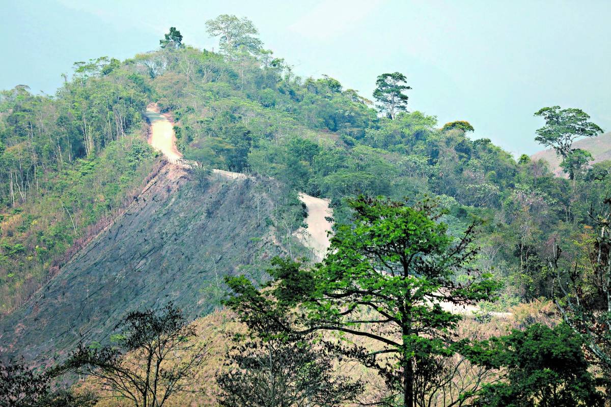 El Gobierno anunció que destinó L19,000 millones en un proyecto para reforestación.