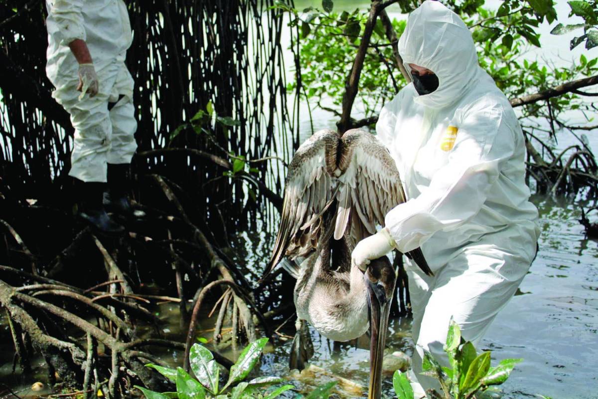 Gripe aviar se extiende a cinco municipios del litoral