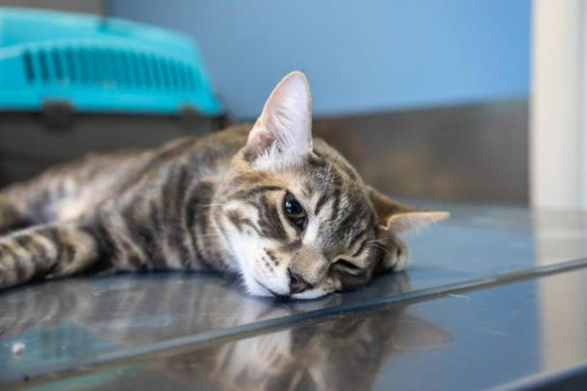 ¡Alerta! estas son las señales de que un gato podría morir pronto