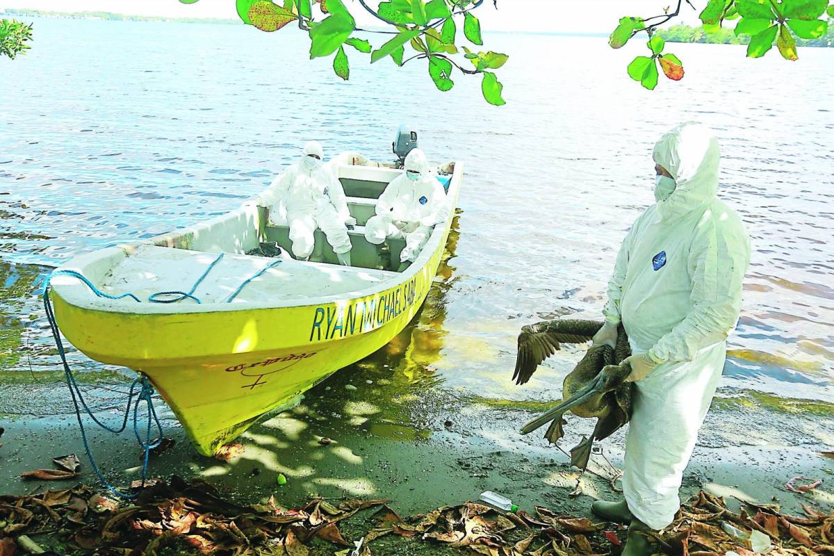 Aparecen más pelícanos muertos por influenza aviar