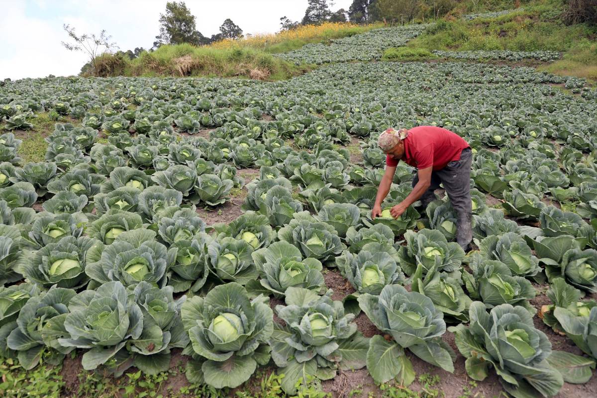 Las hortalizas como el repollo, coliflor y brócoli son verduras que están expuestas a la lluvia, principalmente en su etapa final.