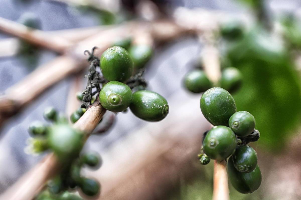 Ingresos por café hondureño bajan 27 % en cosecha 2022-2023