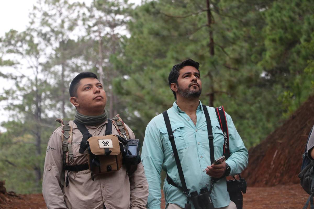 Descubren en Yamaranguila un paraíso para el aviturismo en Honduras