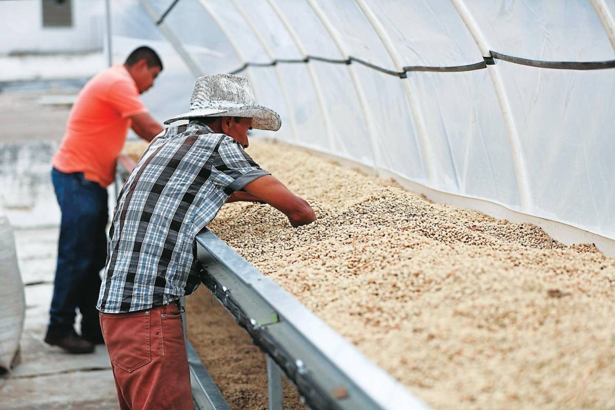 En enero sube la exportación de quintales de café, pero caen divisas