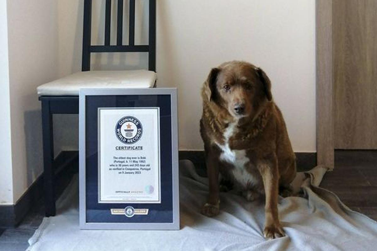 Bobi, el perro más viejo del mundo, muere a los 31 años de edad