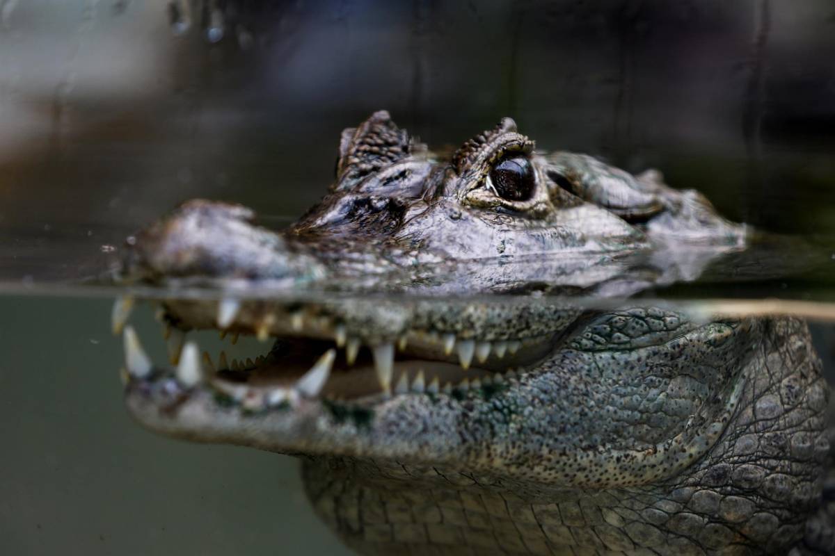 Anciana muere luego de caer a un estanque con caimanes en Florida, EEUU