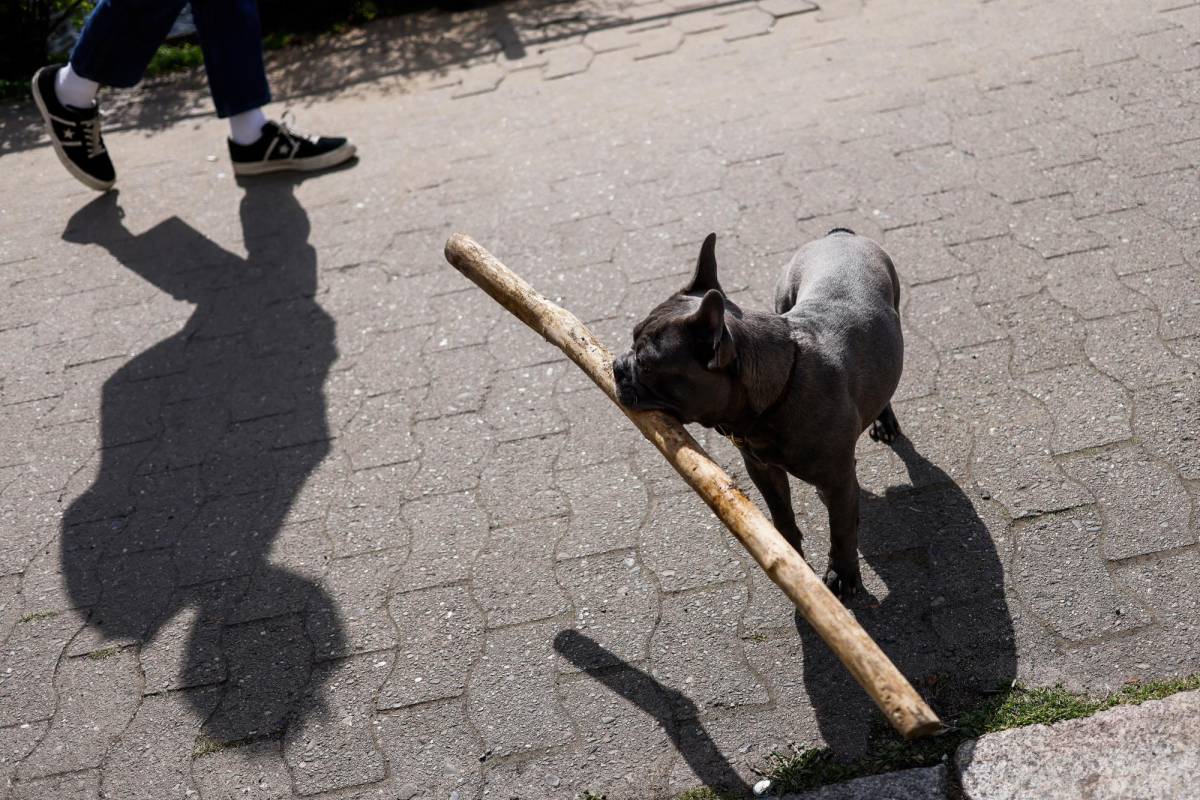 El nuevo estudio “muestra que toda una gama de perros aprenden los nombres de los objetos en términos de respuesta cerebral incluso si no lo demuestran conductualmente”.