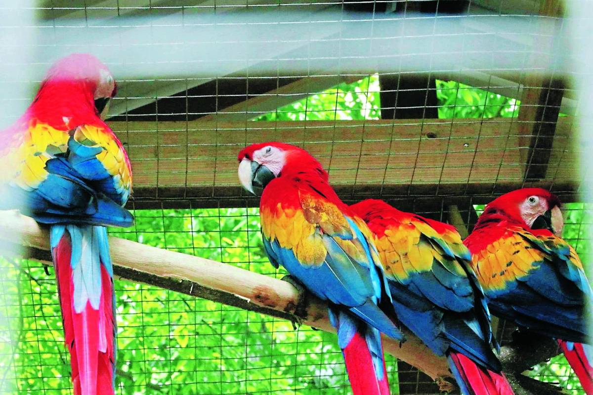 La liberación de las aves se realizará el domingo 25 de junio en el Centro de Convenciones Marina Copán