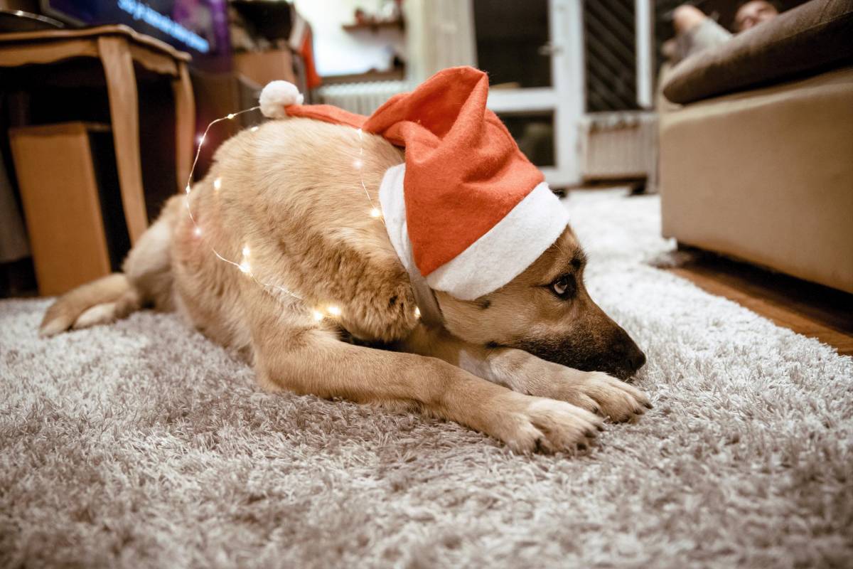 Importancia de proteger a su perro de la pirotecnia