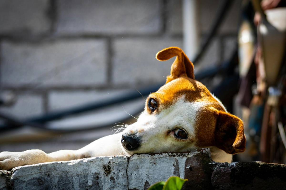 Mascotas adoptadas en pandemia llegan a la mediana edad: señales de envejecimiento