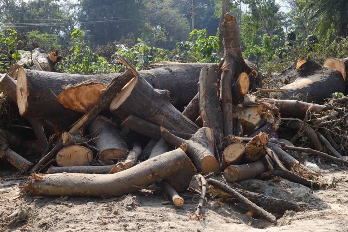Sin piedad cortaron los árboles en las cercanías del vado El Espartano