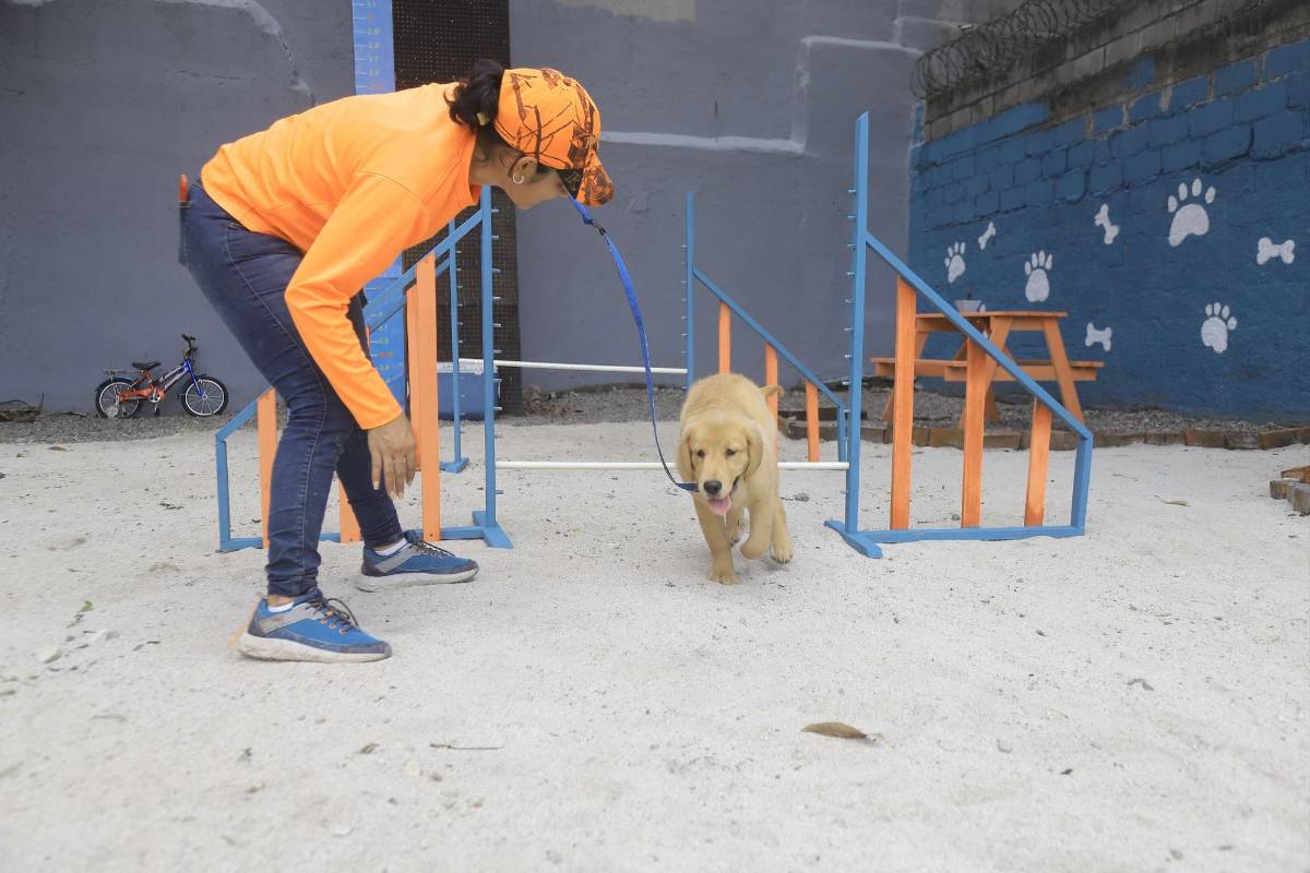 Un labrador recorre el parque para perros junto a su dueña.