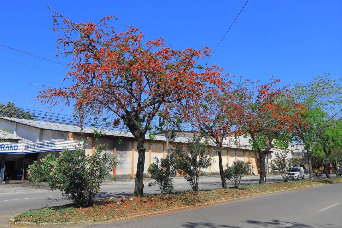 Avenida Circunvalación, bulevar del este, bulevar del sur y avenida Júnior agrupan árboles florales. En esta última vía abundan los árboles Flor de Mico.