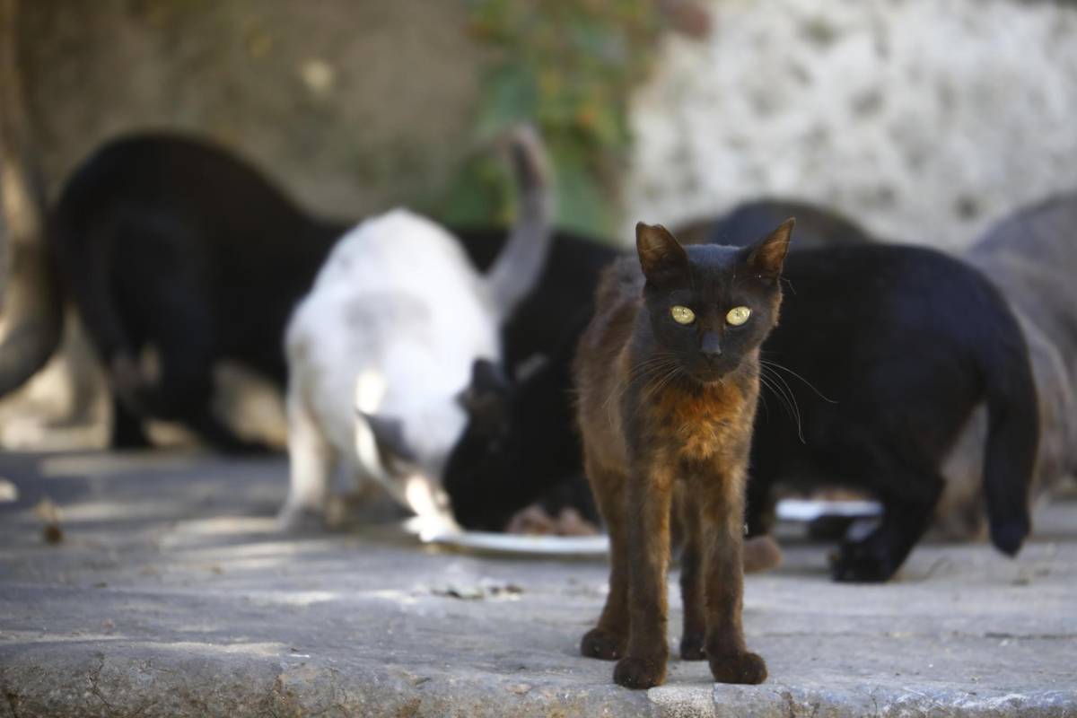 ¡Crueldad! Hallan 2,000 gatos muertos para remedios medicinales