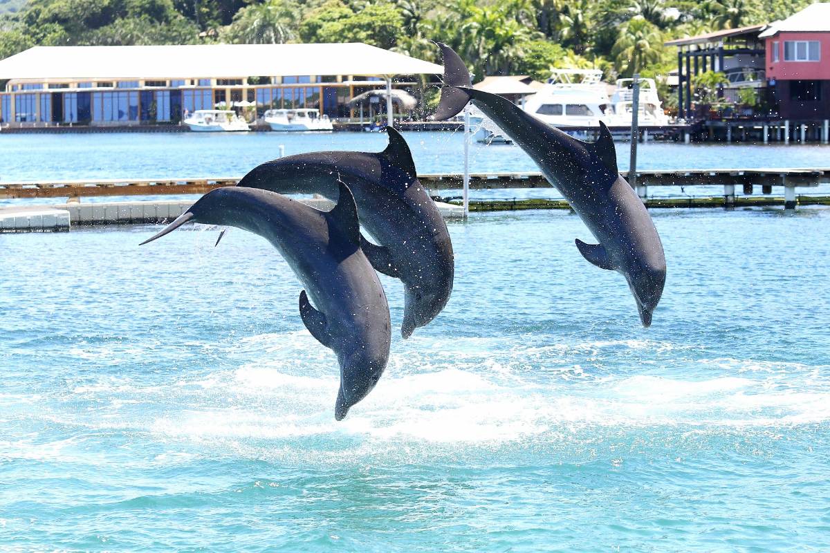Tela, Omoa y Roatán, tres paraísos en Semana Santa que enamoran