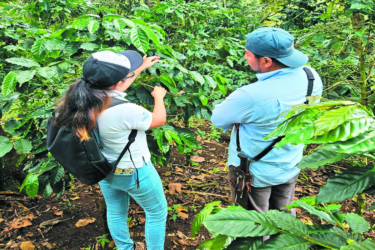 Iniciativa busca mejorar productividad de la caficultura en Centroamérica