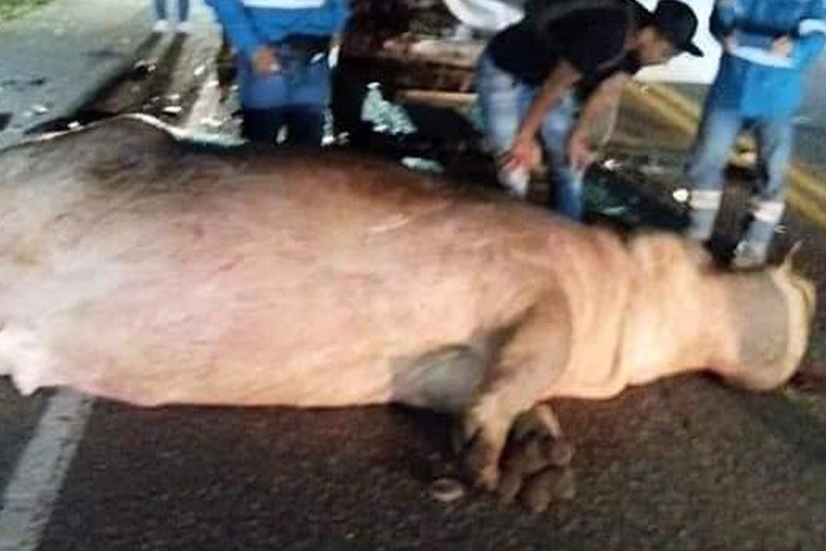 Muere uno de los hipopótamos de Pablo Escobar