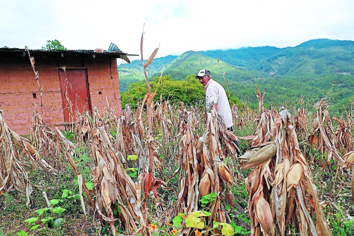 Con huertos y merienda paliará el Gobierno crisis alimentaria