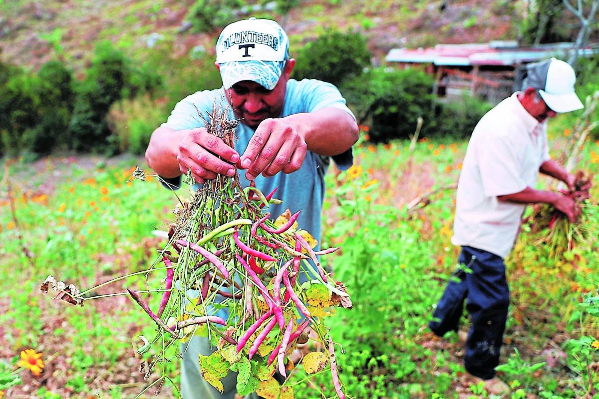 Agricultores, listos para iniciar siembra de primera esta semana