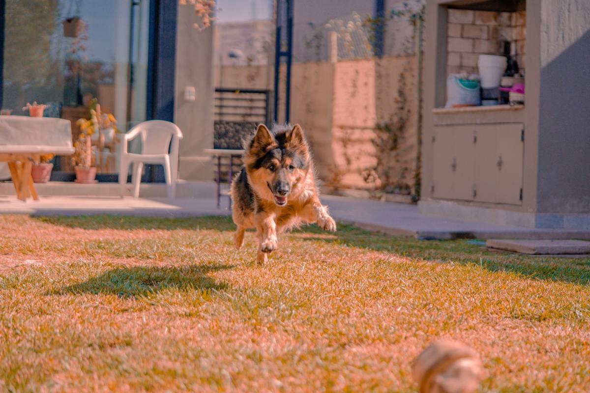 Zoomies: ¿Por qué los perros corren como locos de repente?
