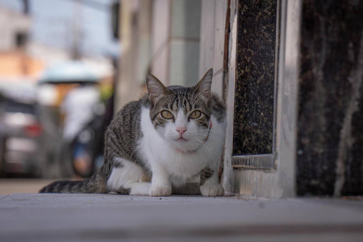 Mascotas adoptadas en pandemia llegan a la mediana edad: señales de envejecimiento