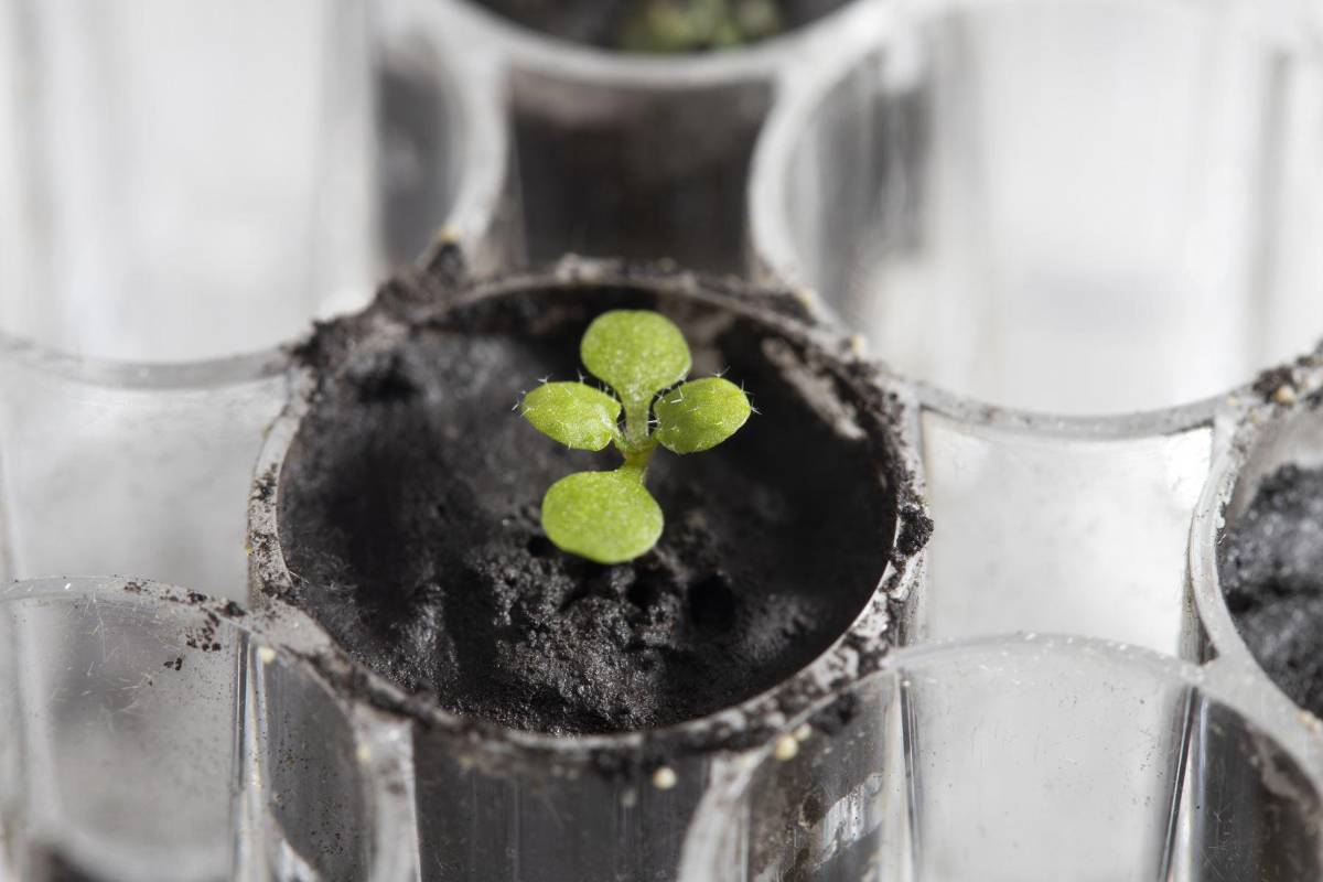 Científicos logran por primera vez cultivar plantas en suelo procedente de la Luna